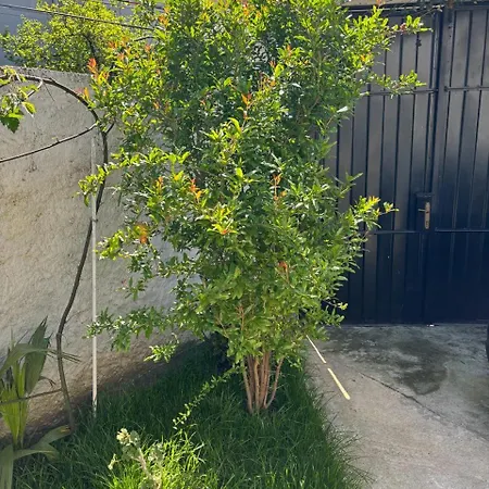 Apartament Garden One Bedroom Tirana