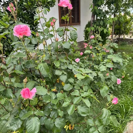 Garden One Bedroom * Tirana