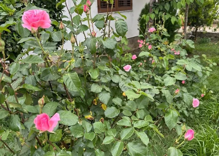 Garden One Bedroom * 티라나